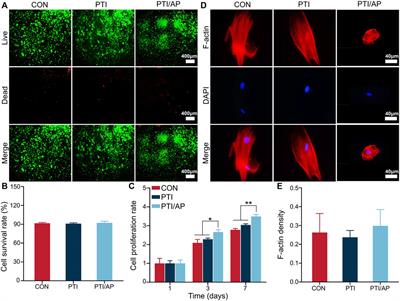 Engineered three-dimensional bioactive scaffold for enhanced bone regeneration through modulating transplanted adipose derived mesenchymal stem cell and stimulating angiogenesis